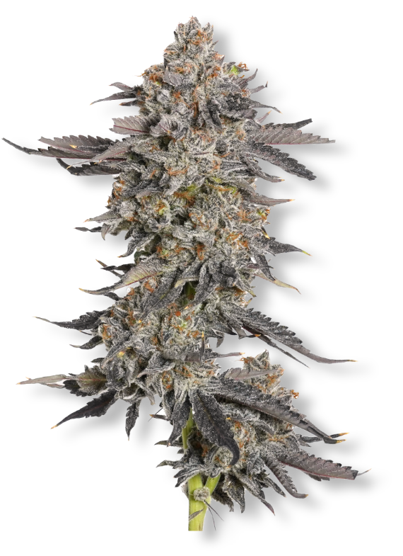 Full Sesh | Caramel Drip | 28g